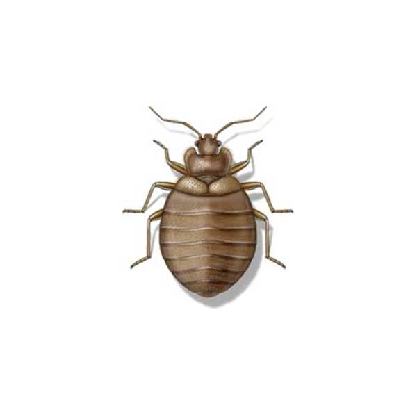 Bed Bug Identification in Vancouver WA and Portland OR