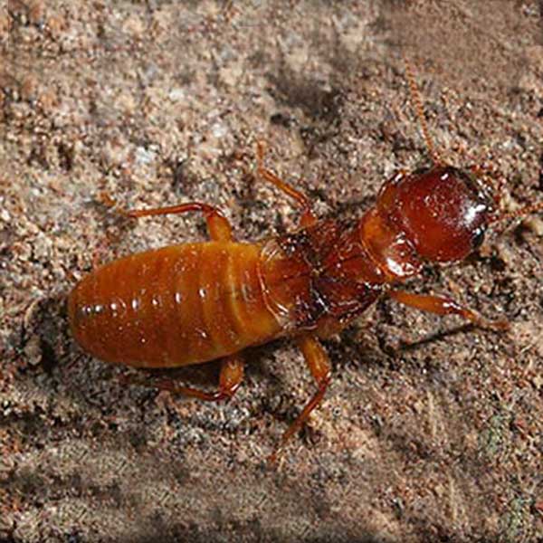 How to Detect Termites Early Vancouver WA and Portland OR