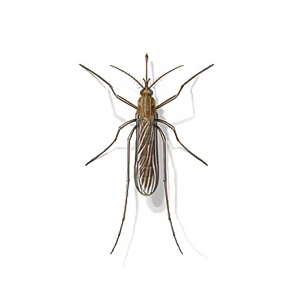 Mosquito Exterminators - Control - Removal in Vancouver WA and Portland OR
