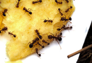 ant pest identification