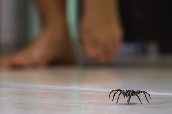 Spider Exterminators - Control - Removal in Vancouver WA and Portland OR