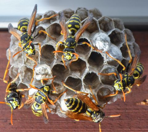 When to Call a Hornet and Wasp Exterminator in Vancouver WA and Portland OR
