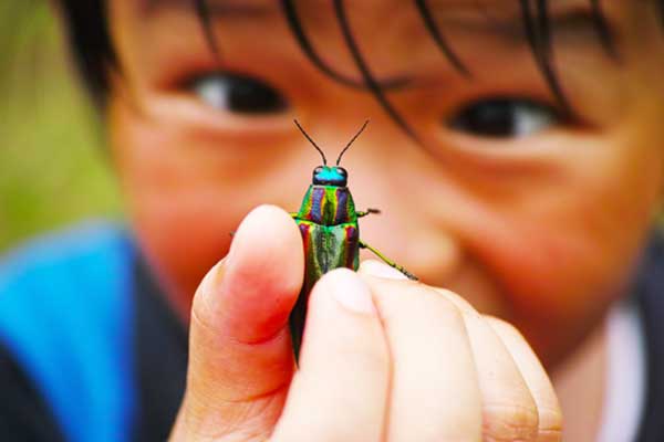 Beetle Exterminators - Control - Removal in Vancouver WA and Portland OR