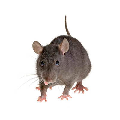 Rodent Exterminators - Rat & Mice Exterminators in Vancouver WA and Portland OR