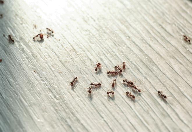 How to remove ants in Vancouver WA and Portland OR