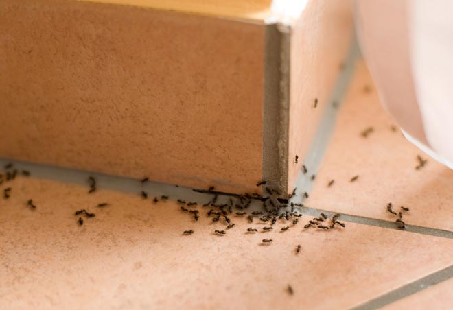 Indentify your problem ants here Vancouver WA and Portland OR