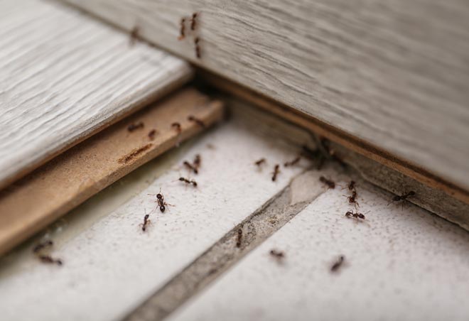 Indentify your problem ants here Vancouver WA and Portland OR