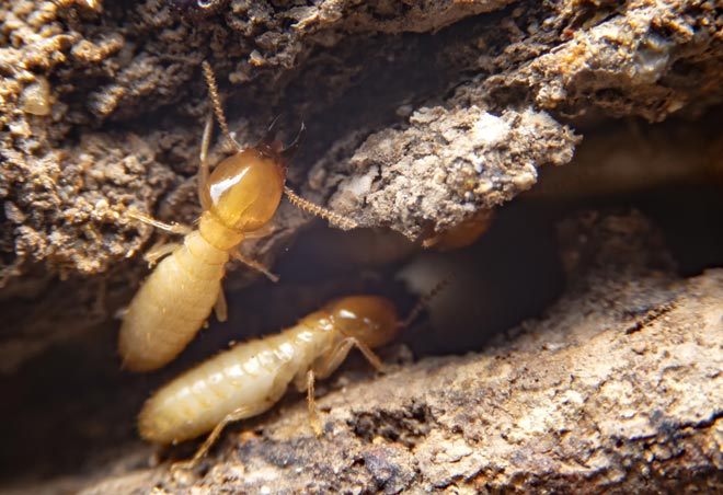 Termite Exterminators - Control - Removal in Vancouver WA or Portland OR