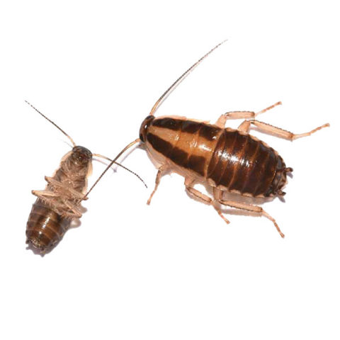 What a German cockroach looks like in Portland OR - Summit Pest Management