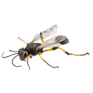 Bees, Wasps & Hornets