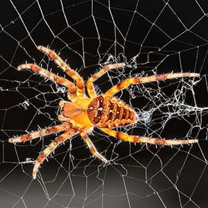 What an orb-weaver spider looks like in Portland OR and Vancouver WA - Summit Pest Management