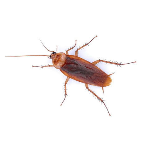 What an American Cockroach looks like in Portland OR - Summit Pest Management
