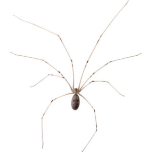 What a cellar spider looks like in Portland, OR - Summit Pest Management