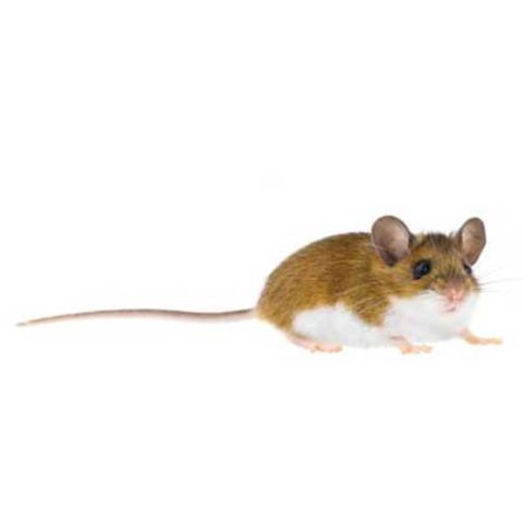 What a deer mouse looks like in Portland OR - Summit Pest Management