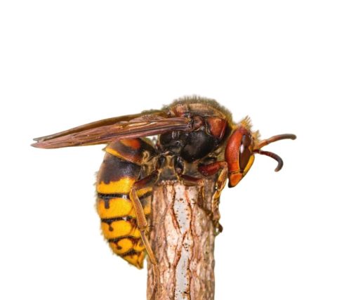 What a European hornet looks like in Portland OR - Summit Pest Control