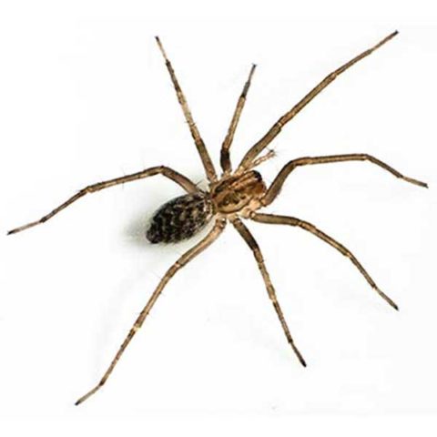 What a giant house spider looks like in Portland OR - Summit Pest Management