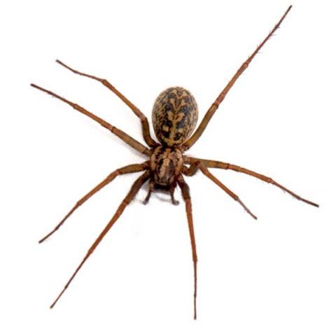 What a hobo spider looks like in Portland OR and Vancouver WA - Summit Pest Management