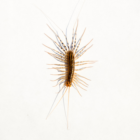 What a house centipede looks like in Portland OR - Summit Pest Management