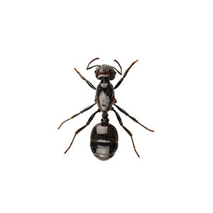 how to get rid of ants in Portland Oregon and Vancouver Washington