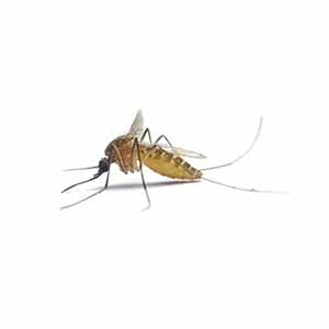 What a mosquito looks like in Portland OR - Summit Pest Management