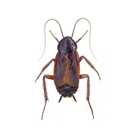 What an oriental cockroach looks like in Portland OR - Summit Pest Management