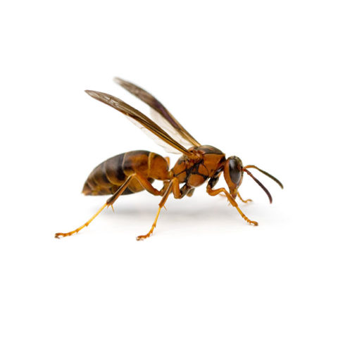 What a paper wasp looks like in Portland, OR - Summit Management Pest Control
