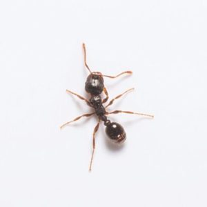 What a pavement ant looks like in Portland OR and Vancouver WA - Summit Pest Management