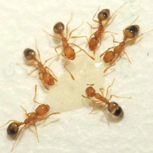 What a pharaoh ant looks like in Portland OR and Vancouver WA - Summit Pest Management