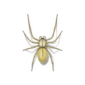 What a yellow sac spider looks like in Portland OR and Vancouver WA - Summit Pest Control