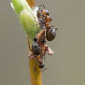 What a velvety tree ant looks like in Portland OR and Vancouver WA - Summit Management Pest