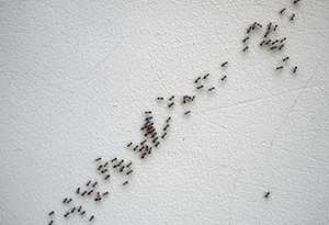 Does Killing Ants Attract More in Portland OR - Summit Pest Management