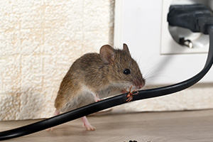 Why Do I Have Mice If My Home Is Clean in Portland OR - Summit Pest Management