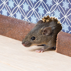 mouse in house in Portland OR - Summit Pest Management