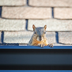 squirrel in gutter in Portland OR - Summit Pest Management
