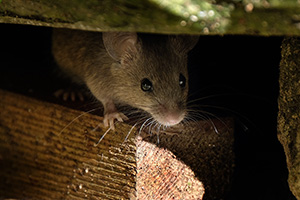 why do rodents return by Summit Pest Control in Middletown Springs, VT