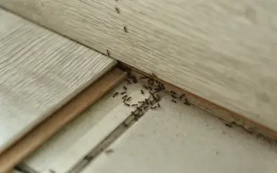 ants in the kitchen under baseboard is one common area for ant activity