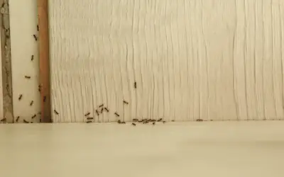 ants in a customer's house before removal began