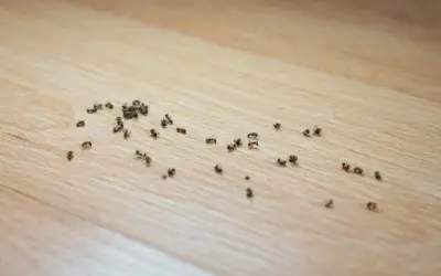 dead ants on a kitchen floor, which later attracted more ants