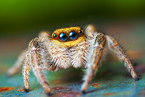 Is It A Good Thing To Have Spiders In Your Home? in Portland OR - Summit Pest Management