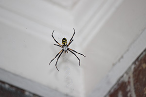 Spider in house in Portland OR - Summit Pest Management